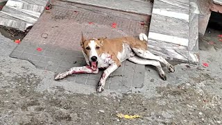 Rescue of bleeding and terrified young dog [upl. by Eittah]