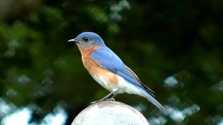 Eastern Bluebird Song FYV [upl. by Bander263]