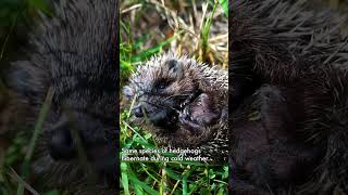 Discover the Fascinating Lives of Adorable Hedgehogs Part 2 [upl. by Lashonde]