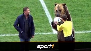 Irrsinn in Russland Bär übergibt Schiri den Ball  SPORT1 [upl. by Mihe63]