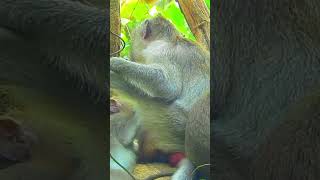 Angkor Monkeys Lifestyle 1 [upl. by Kerianne]