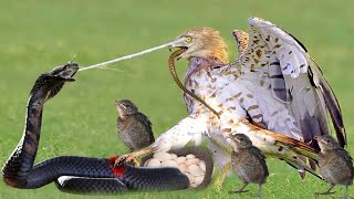 Dramatic Clash The tragic end of the King Cobra after eating all the Eagle eggs [upl. by Ripley]