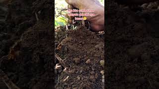 Keistimewaan tunas pohon ubi shortsvideo umbi gardening ubi pertanian viralshort petani [upl. by Notsua]