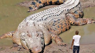 MOMENTOS INCRÍVEIS DE CROCODILOS REGISTRADOS POR CÂMERAS [upl. by Tanya216]