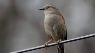 Dunnock song [upl. by Dukey976]