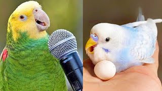 Smart And Funny Parrots Parrot Talking Videos Compilation 2023  Cute Birds 8 [upl. by Ydurt3]