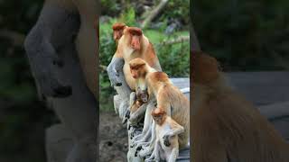 Proboscis Monkey Nasalis larvatus  Observed in Description [upl. by Aikemahs977]