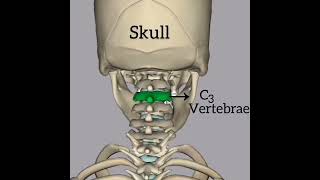 Vertebrae in our skeleton system shorts youtubeshorts skeletalsystem [upl. by Zendah760]