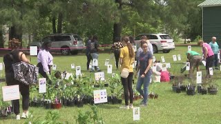 Annual plant sale takes place at Pitt County Arboretum [upl. by Kcerred386]