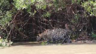 Jaguar Extreme  Brazil RARE sightings [upl. by Silenay]