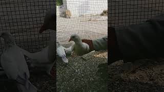 My pigeon video shoak like comment share subscribe [upl. by Seaman]