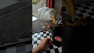 My Pet Seagull Eats Out My Fingers [upl. by Zurkow]