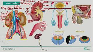 Urología  Anatomia Morfofisiologia [upl. by Nwahsal616]