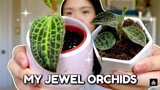 My Jewel Orchid Collection  How to Care for Jewel Orchids [upl. by Nyral273]