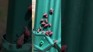 How to Get Rid of Boxelder Bugs [upl. by Ecnaralc217]