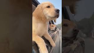 doglover puppy pets dog funny comedy goldenretriever minivlog 🤣😅🥲😆🥲😅😆👌👌👌 [upl. by Lerraf754]