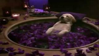 Cottonelle Commercial Puppy Gets Pampered [upl. by Orel]