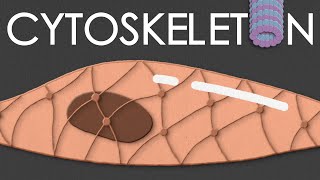 Cytoskeleton structure and function [upl. by Keffer]