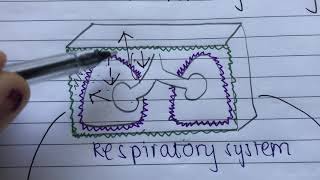 What Is Intrapleural Pressure   USMLE STEP 1 [upl. by Sherrard]