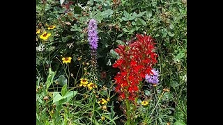 How to Start and Grow Blazing Star from Seeds Liatris Spicata [upl. by Solomon]