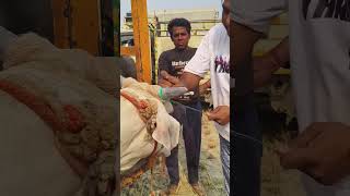 60 Mukadme  Masoom Sharma Manjeet Mor  Shivani Yadav viralvideo treandingshort viralsong [upl. by Nils937]