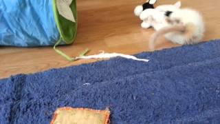 kitten Luna eats cow alive [upl. by Aelanna]