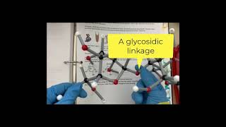 Dehydration synthesis reaction versus hydrolysis reaction [upl. by Aerdnua433]