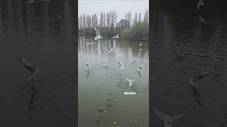 Country Park Lake view🥰🇬🇧shortsviral tamilsubscribeukmiss Kanniyakumari in United Kingdom [upl. by Maillliw855]