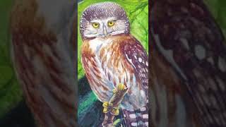 ANIMAIS EXTINTOD EP5 Caburé de Pernambuco Glaucidium mooreorum ‐ Feito com o Clipchamp [upl. by Anerahs493]