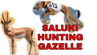 Saluki Hunting Gazelle dog racing [upl. by Atirhs]