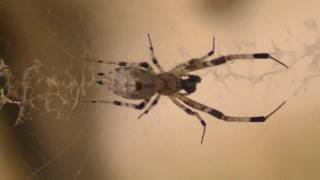 Uloboridae Spider species  hackled orbweaver or cribellate orb weavers [upl. by Ailongam]