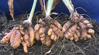 My Beautiful Turmeric Harvest In Zone 7b [upl. by Sivat164]