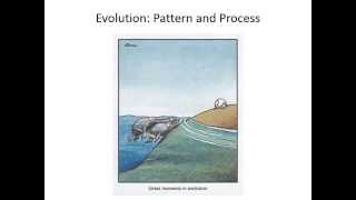 Evolutionary pattern and process [upl. by Iila]