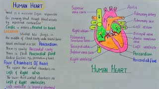 human heart structure and function [upl. by Nork]