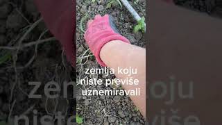 Sadnja poriluka krajem listopada samoodrživogospodarenje poljoprivreda agriculture [upl. by Nnorahs]