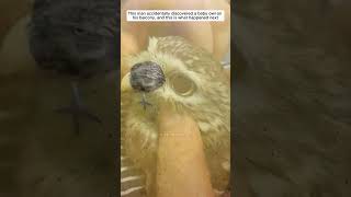 Cute baby owl owl birds short [upl. by Bohun]