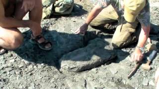 Steve Etches finds fossil Ichthyosaur on Dorsets Jurassic Coast [upl. by Nalod125]