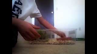 How to clean your leopard geckos cage [upl. by Swenson]