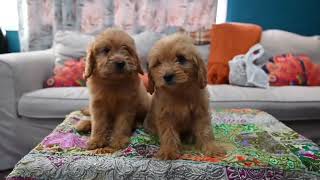 Goldendoodle Puppies In Dubai [upl. by Alyaj]