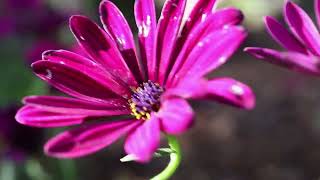 African Daisy Osteospermum [upl. by Oriel869]