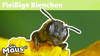 Warum sammeln Bienen Pollen  DieMaus  WDR [upl. by Fryd206]