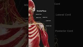 Brachial plexus 😍✌🏾 [upl. by Sugna]