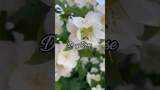 Dog Rose [upl. by Arem]