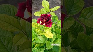 Abracadabra Rose flowers gardening redrose abracadabrarose birds nature marigold roses [upl. by Erbma]