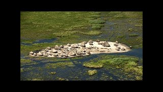 They Live In Africas Biggest Marsh Nilotes In The Sudd Marsh [upl. by Inalaek]