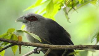 Green billed Malkoha [upl. by Ardnuassac272]