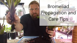 Bromeliad Propagation and Care [upl. by Brandon]