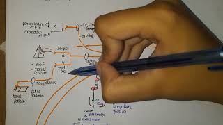 Pterygopalatine Ganglion Anatomy [upl. by Rame959]