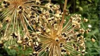 Collecting Allium Seeds in the Garden [upl. by Corie]