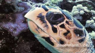 Hawksbill Sea turtle 4K Eretmochelys imbricata [upl. by Ayhay]